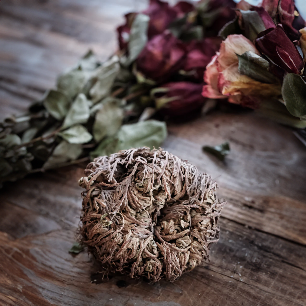 The Rose of Jericho: A Comprehensive Guide