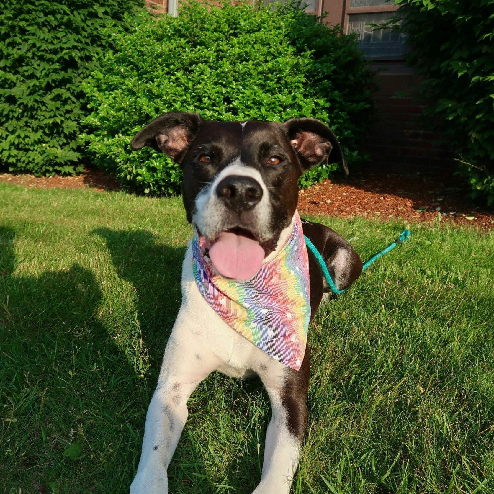 Handmade Pet Bandanas | Elastic Band Bandana | Pet Accessories