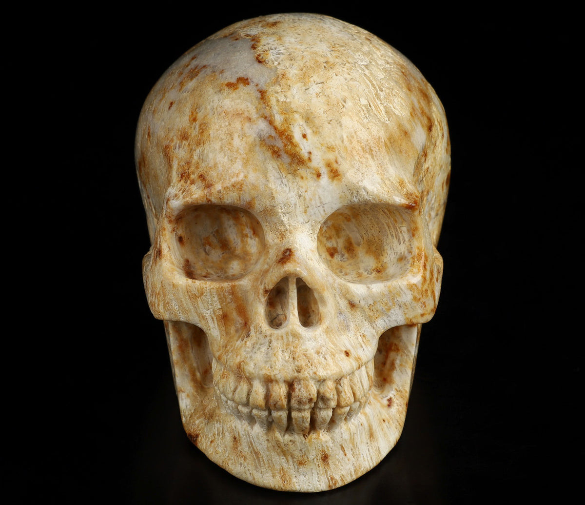 Coral Fossil Natural Crystal Skull 3.5&quot;