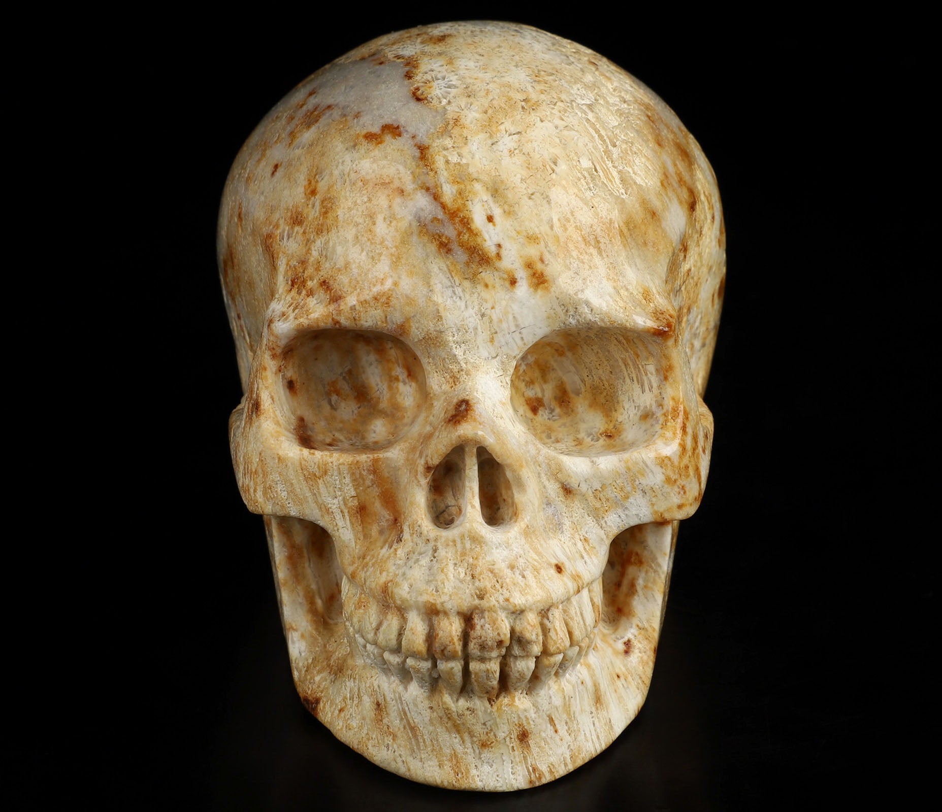 Coral Fossil Natural Crystal Skull 3.5"