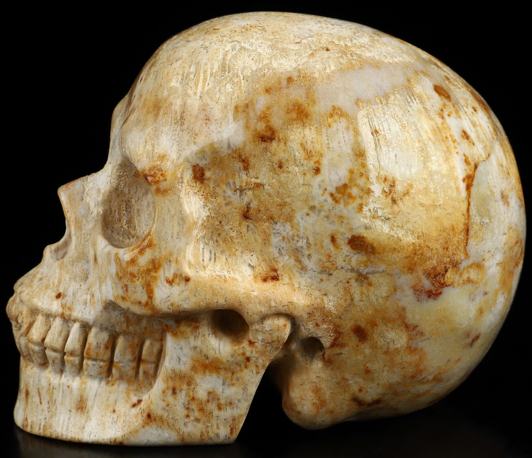 Coral Fossil Natural Crystal Skull 3.5"