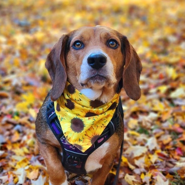 Handmade Pet Bandanas | Elastic Band Bandana | Pet Accessories