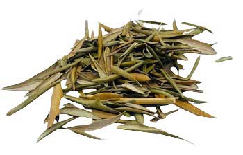 Olive Leaf Cut 1oz (Olea europaea): Symbol of Peace and Potency