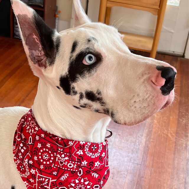 Handmade Pet Bandanas | Elastic Band Bandana | Pet Accessories