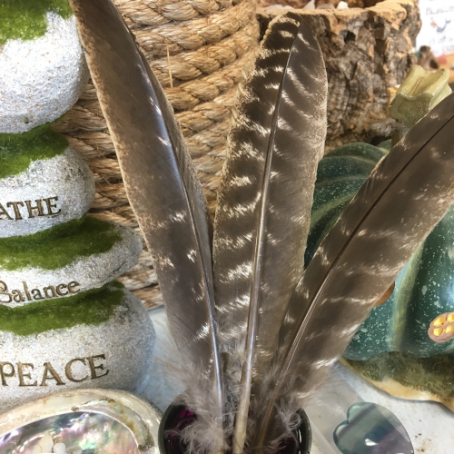 Quail Feather for Smudging